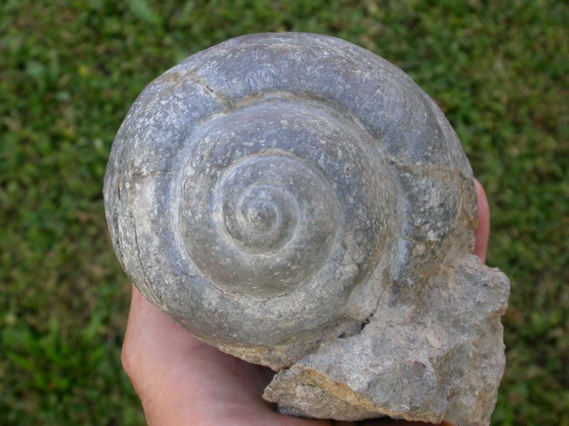 Globularia crassatina - Oligocene - passo del Giovo (SV)